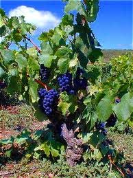 vigne-corbieres